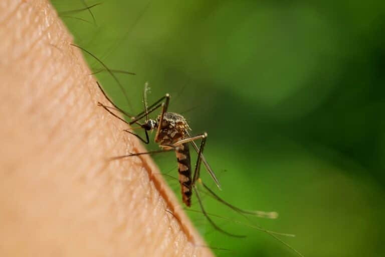 Malaria