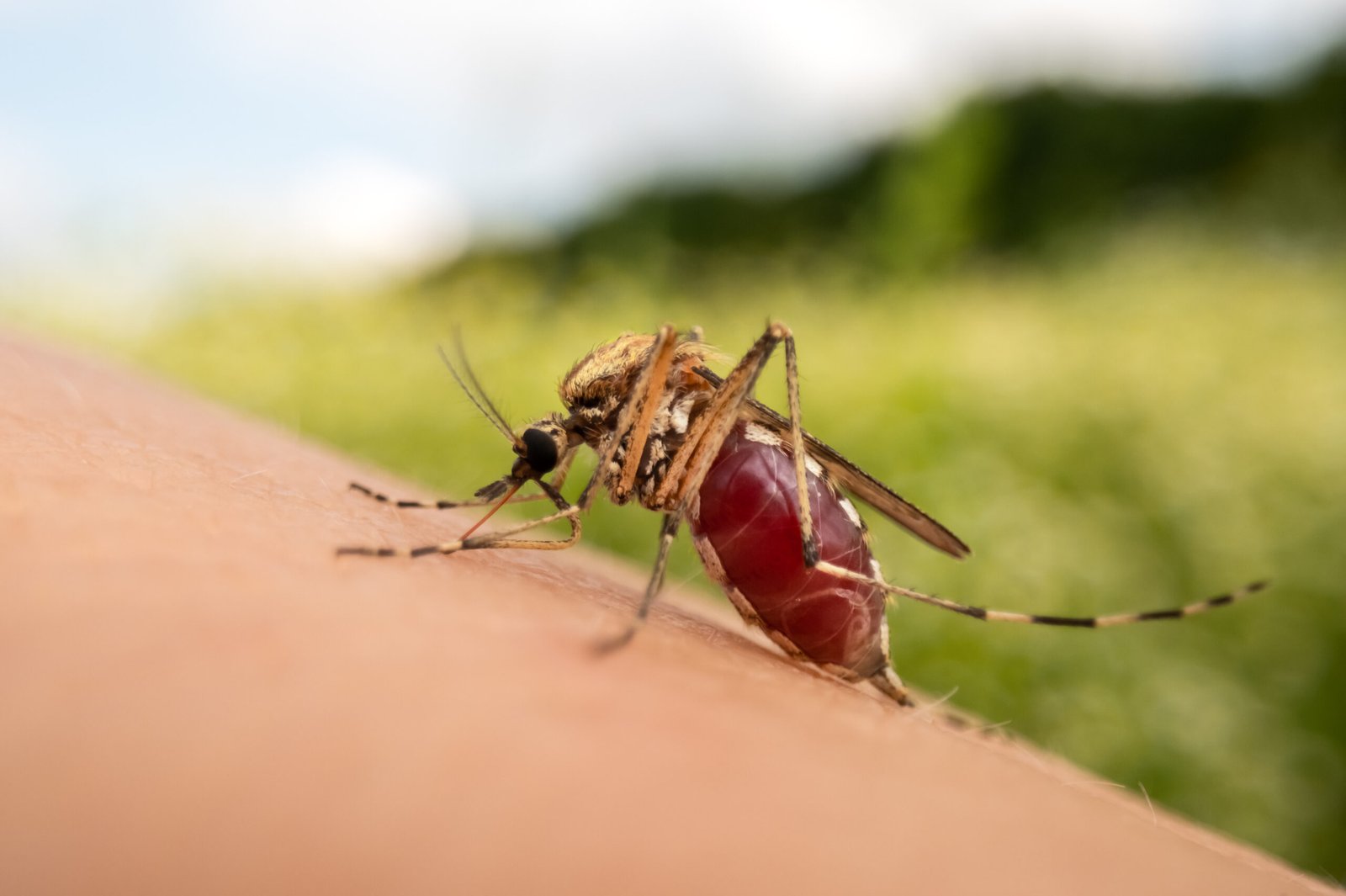 Mücke sticht in menschliche Haut vor einem grünen Hintergrund